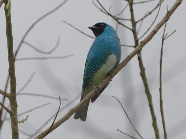 Zwaluwtangare (Tersina viridis)